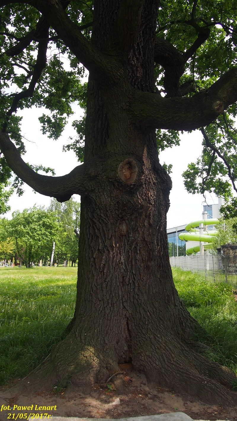 Znalezione obrazy dla zapytania grube drzewo